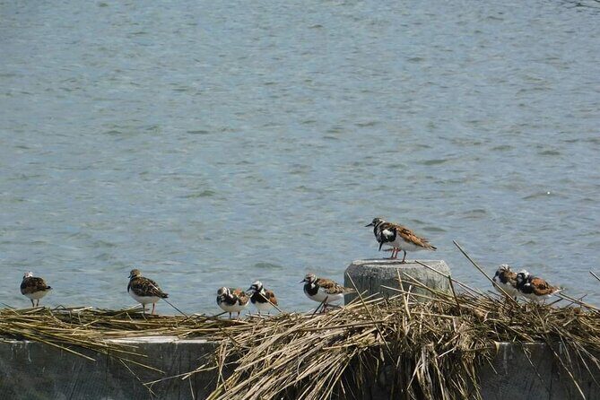 Wetlands Safari Eco-Cruise in Cape May (Birding By Boat) - The Sum Up