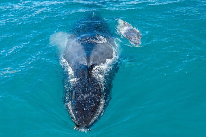 Whale and Dolphin Watch Boat Cruise in Oahu - Detailed Breakdown of the Itinerary