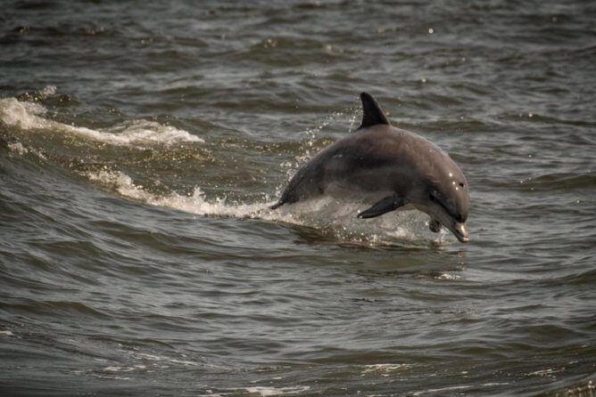 Whale and Dolphin Watching Cruise from Cape May - The Itinerary and What You Can Expect