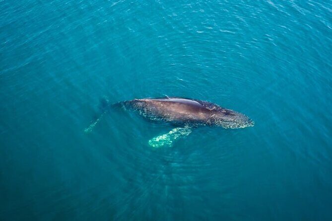 Whale and Dolphin Watching in San Diego Speedboat Tour - Final Thoughts: Is This Tour Worth It?