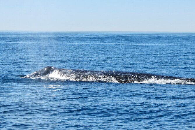 Whale and Dolphin Watching in San Diego - Who Would Enjoy This Tour Most?
