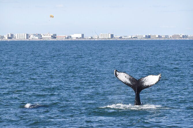 Whale Dolphin and Bird Watching Ecotour Cruise - Pricing and Value: Is It Worth It?