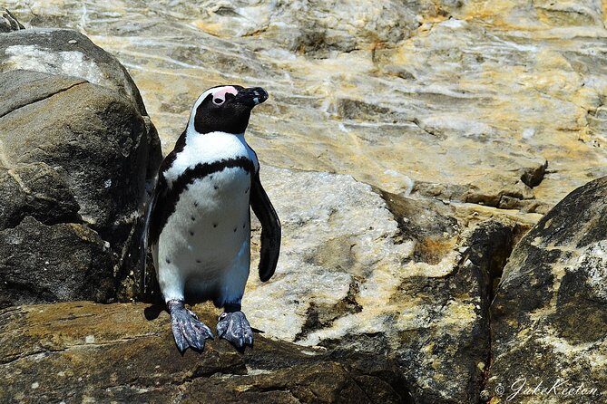 Whale, Dolphin & Penguin Island Cruise - Transportation, Duration, and Group Size
