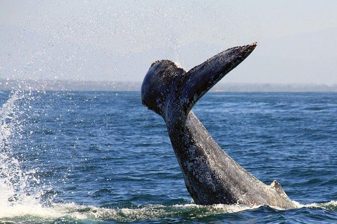 Whale & Dolphin Watching Cruise in Puerto Vallarta All Inclusive - The Crew and Guides: Who Makes the Experience Special?