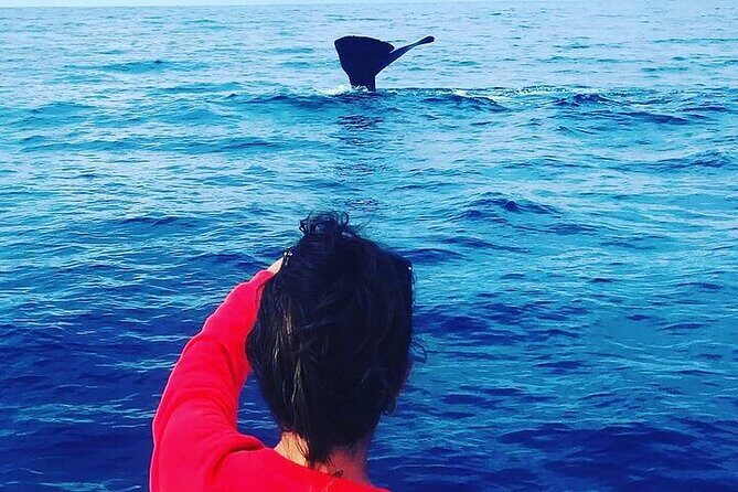Whale Dream ltd - Whales watching and swim with dolphins - The Value of the Experience