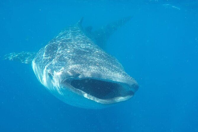 Whale Shark Adventure in Isla Mujeres and Cancun - What’s Included and What’s Not