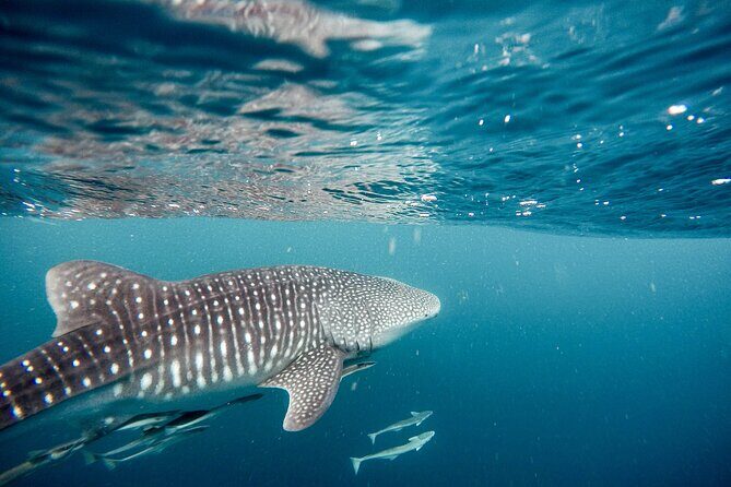 Whale Shark Adventure with a Marine Biologist - The Fine Print: Regulations and Booking