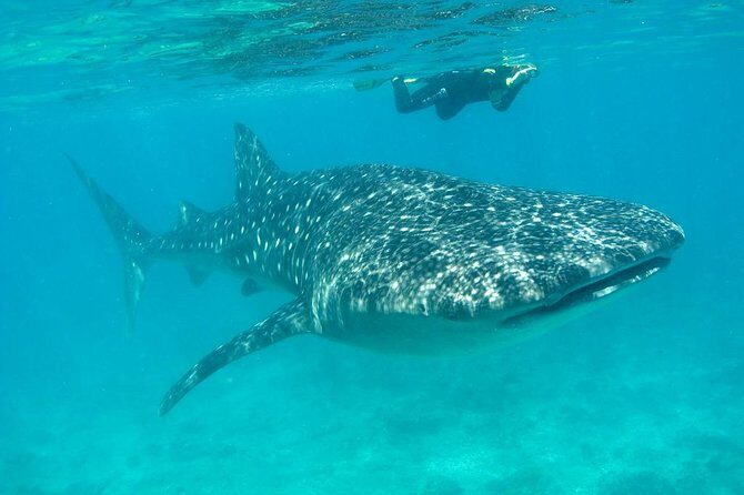 Whale Shark and Snorkeling Adventure from Isla Holbox - Authentic Experiences and Honest Feedback from Travelers
