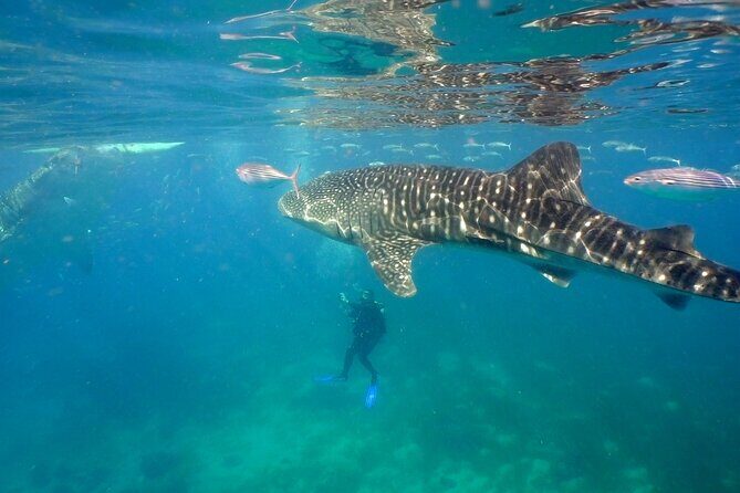 Whale Shark Encounter Experience in Cancun (Snack Lunch included) - The Real Value of This Tour