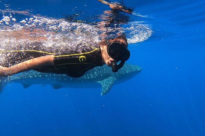 Whale Shark Encounter Full-Day all inclusive Tour from Riviera Maya - What the Reviews Say