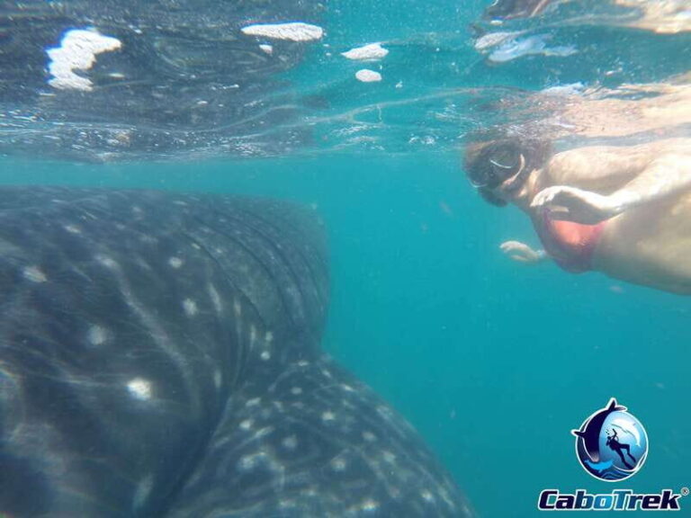 Whale Shark Experience - The Itinerary: From Cabo to the Giants