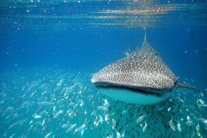 Whale Shark Experience from Playa del Carmen - Breaking Down the Experience
