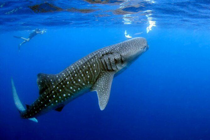 Whale Shark Experience Lifetime Memory in Cancun (snack included) - FAQs