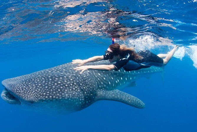 Whale Shark from Cancun, Riviera Maya and Tulum All Inclusive - Who Should Consider This Tour?