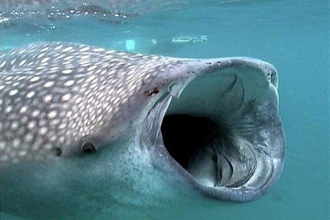 Whale Shark Group Adventure from Isla Holbox - What to Expect from This Tour