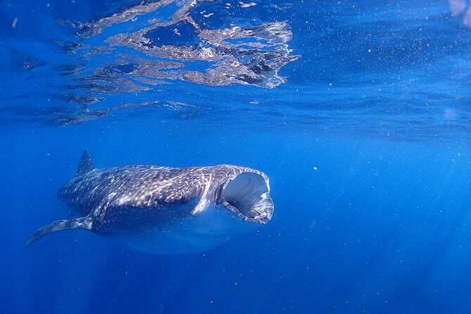 Whale Shark & Manta Ray Snorkel -(May-Sept) Only 10pp per Boat - The Value of the Experience
