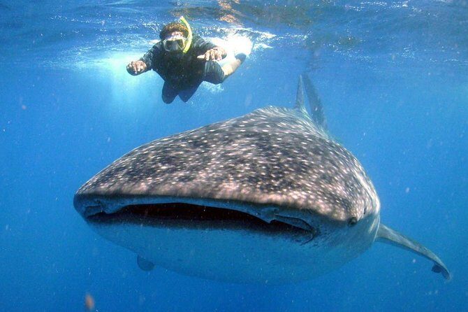 Whale Shark Snorkel Experience in Cancun (Snack Lunch included) - Practical Details and Considerations