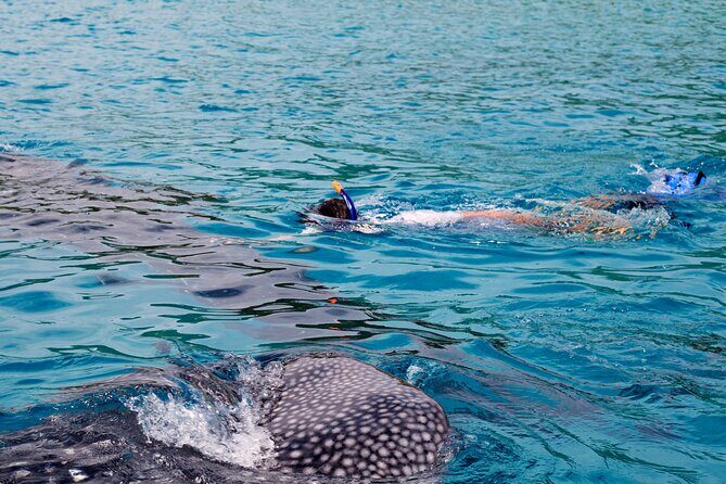 Whale Shark Snorkel Tour in Cancun (Snack Lunch included) - What Travelers Are Saying (Based on reviews)