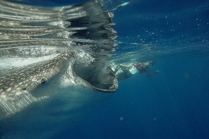 Whale Shark Snorkeling Adventure with Lunch - What Makes This Tour Stand Out