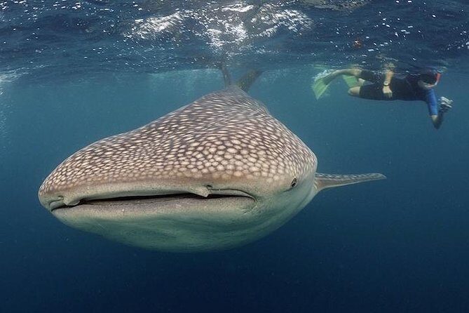 Whale-Shark Snorkeling Excursion to La Paz - How Valuable Is the Price?
