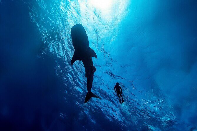 Whale Shark Snorkeling Experience from Cancun and Riviera Maya - What to Expect: A Breakdown of the Day