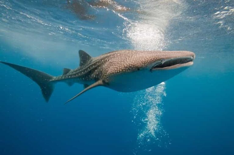 Whale Shark Snorkeling in La Paz, BCS. - Why You Should Consider This Tour