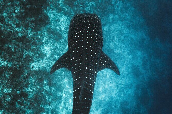 Whale Shark Snorkeling in La Paz - Price and Value