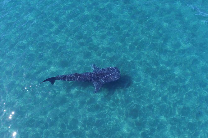 Whale Shark snorkeling tour in a reduced group with local marine biologist - The Small Group Advantage and Personal Touch