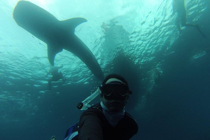 Whale Shark Swim Adventure in La Paz - The Value and Cost