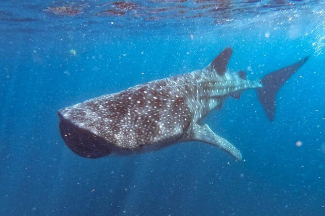 Whale Shark Swim Adventure SMALL GROUP from Cancun - What Travelers Say