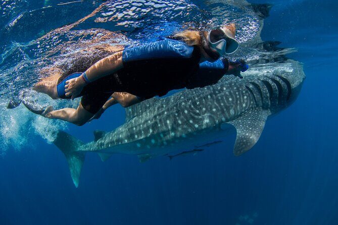 Whale Shark Swimming Adventure from Cancun & Riviera Maya - Seasonal June/Sept - What’s Included and What’s Not