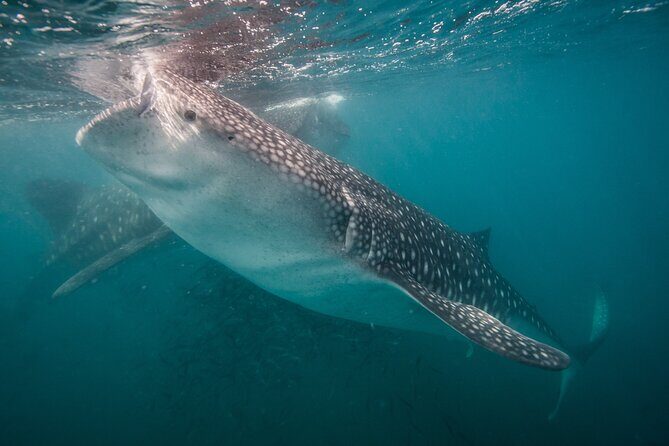 Whale Shark Swimming Adventure: Small Group with Marine Biologist - The Itinerary: What to Expect from Start to Finish