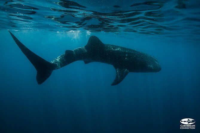 Whale Shark Swimming and Isla Mujeres Beach Tour - Authentic Experiences and Real-World Insights