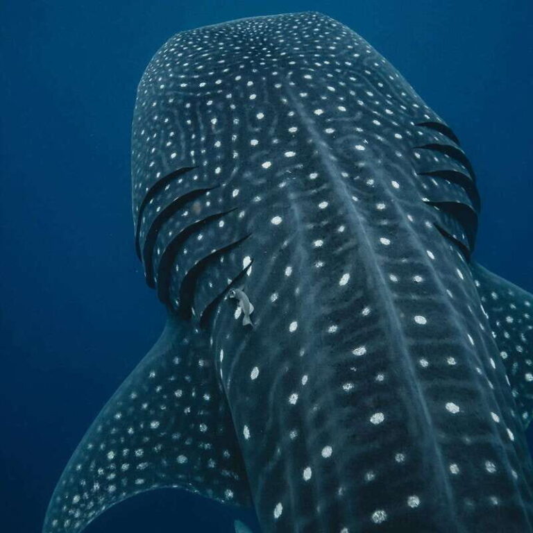 Whale Shark swimming ocean safari all included tour - Who Should Consider This Tour?