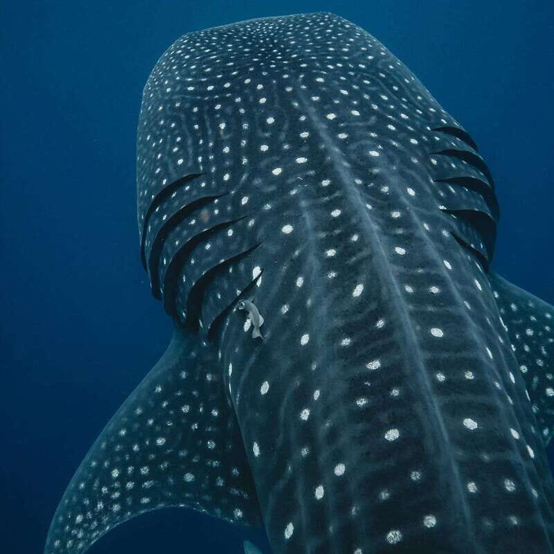 Whale Shark swimming ocean safari all included tour - Who Should Consider This Tour?