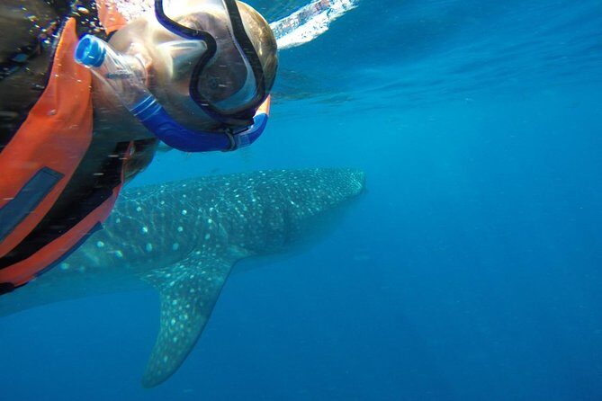 Whale Shark Tour from Cancun and Playa Del Carmen - Practical Considerations