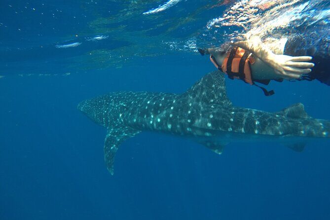 Whale Shark Tour from Holbox Island - Authentic Encounters and Tips