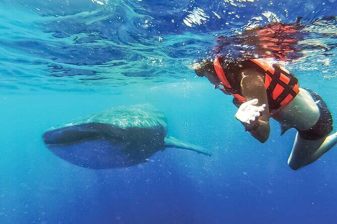 Whale Shark Watching and Snorkeling Experience on Contoy Island - The Overall Experience: Who Should Consider It?