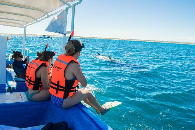 Whale sharks and sea lions snorkeling plus Balandra beach lunch - The Itinerary: What You Can Expect