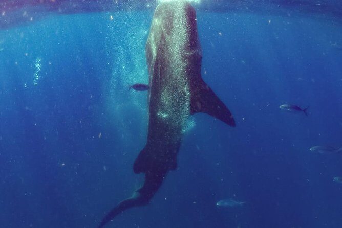 Whale Sharks Small-Group Tour in Cancun and Riviera Maya - What the Reviews Reveal