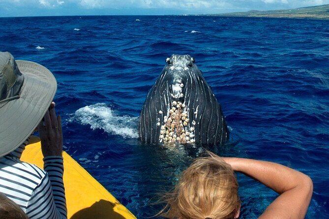 Whale Watch Adventure Aboard Maui's Only Luxury Super Raft - Why This Tour Excels