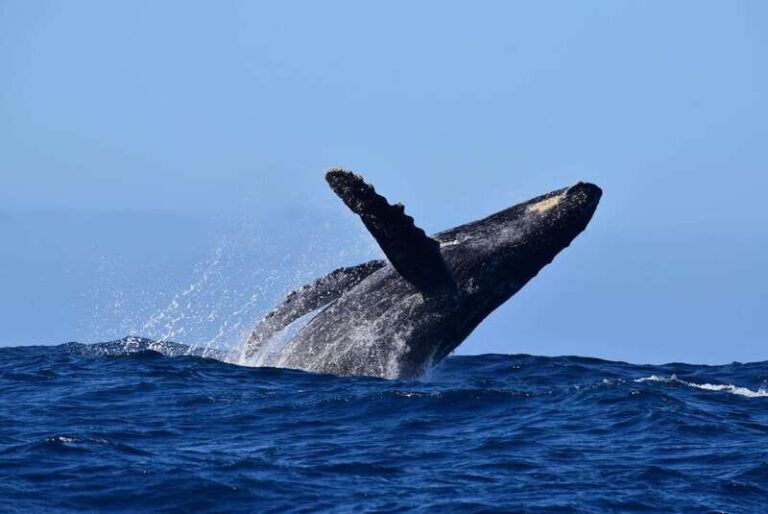 Whale Watch Cabo: Group Whale Watching Tour - FREE photos - What to Expect on the Tour
