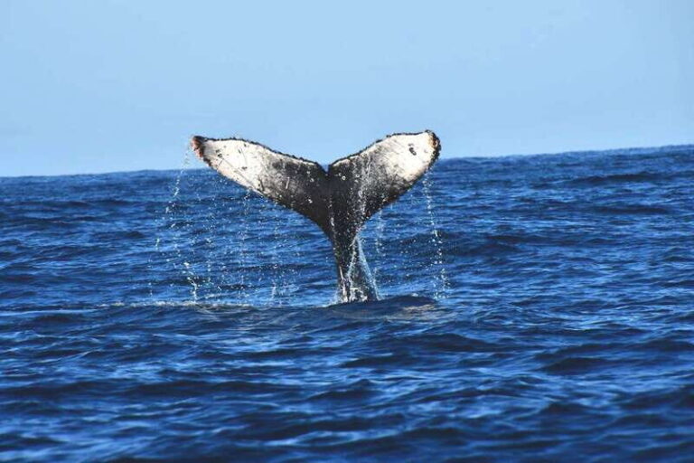 Whale Watch Cabo: Zodiac Whale Adventure - FREE Photos - The Marine Wildlife You Might See
