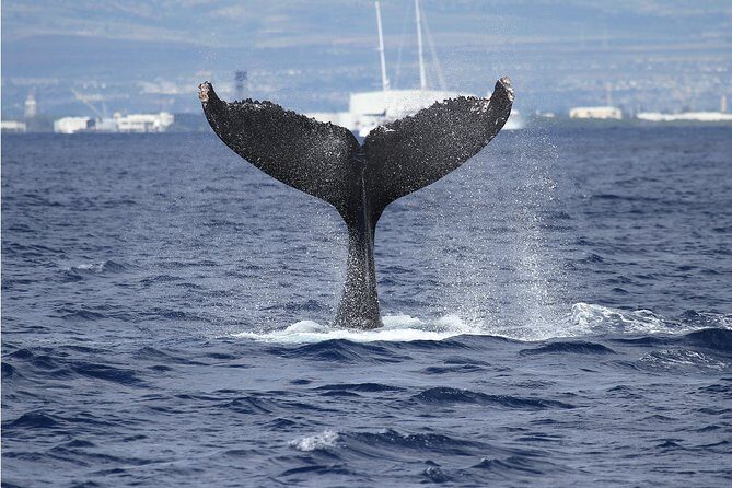 Whale Watch Cruise Aboard The Majestic by Atlantis Cruises - The Itinerary in Detail
