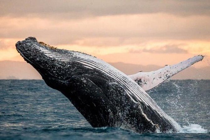 Whale Watch, Dolphins, Turtles and Sightseeing Cruise - Who Would Love This Tour?