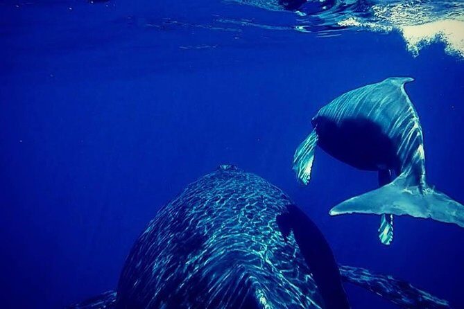 Whale Watch Excursion from the Big Island - Price and Value Analysis
