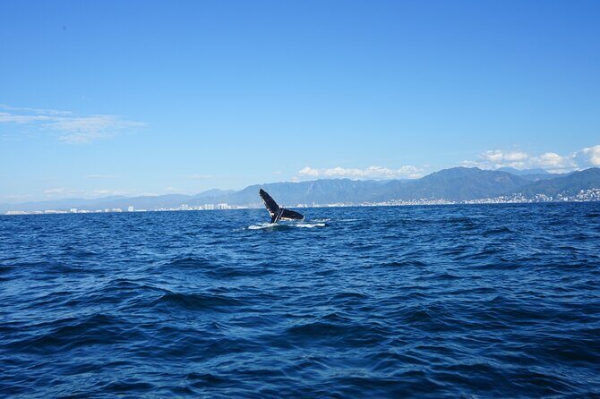 Whale watching 3 hours in Puerto Vallarta - Who Would Enjoy This Tour?