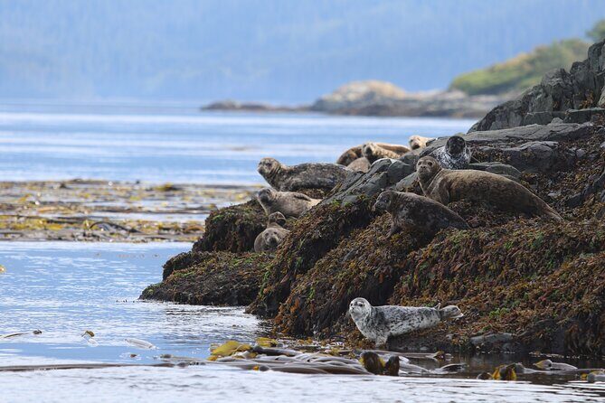 Whale Watching Adventure from Vancouver BC - Analyzing the Value: Is It Worth the Cost?