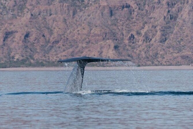 Whale Watching Adventure in Loretos Sea of Cortez - Who Is This Tour Best For?