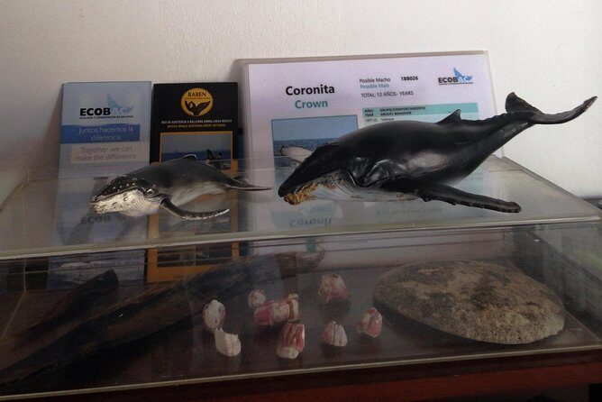 Whale Watching Adventure - leaded by marine biologist. - Pricing and Value Analysis